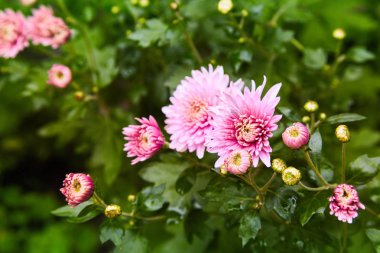 Kasımpatı çiçekleri bir arka plan olarak kapatın. Kasımpatı pembe ve mor. Krizantem duvar kağıdı. Çiçek arka plan. Seçici odak.