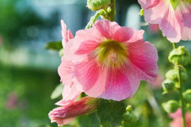 Malva Silvestris. Çiçek açan Misk mallow (Malva alcea, kesim yapraklı ebegümeci, Mine çiçeği ebegümeci veya Gül Fatma ebegümeci) yaz aylarında