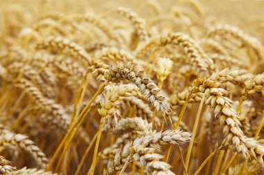 Buğday tarlası. Altın buğday kulakları yakında. Güzel bir manzara. Sabahın erken saatlerinde kırsal kesimde. Olgunlaşmış buğday tarlalarının arka planı. Zengin hasat konsepti. Boşluğu kopyala. 