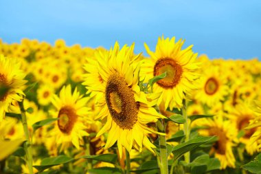Sonsuz bir ayçiçeği alanlarla. Tarım alanı. Parlak mavi gökyüzünün güzel manzara ile ayçiçeği çiçeklenme ayçiçeği