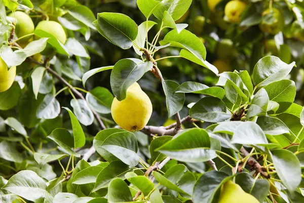 Fresh juicy pears on pear tree branch. Organic pears in natural environment. Crop of pears in summer garden. Summer fruits. Autumn harvest season