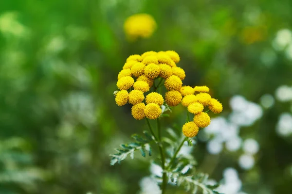 Yellow Tansy Flowers Tanacetum Vulgare Common Tansy Bitter Button Cow — Stock Photo, Image