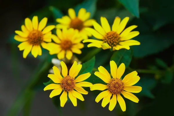 Euryops Pectinatus Желтый Цветок — стоковое фото