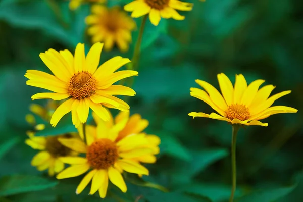 Euryops Pectinatus Желтый Цветок — стоковое фото