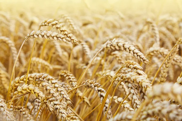 Weizenfeld Ähren Aus Goldenem Weizen Aus Nächster Nähe Schöne Landschaft — Stockfoto