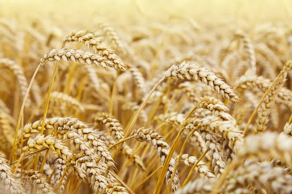 Buğday tarlası. Altın buğday kulakları yakında. Güzel bir manzara. Sabahın erken saatlerinde kırsal kesimde. Olgunlaşmış buğday tarlalarının arka planı. Zengin hasat konsepti. Boşluğu kopyala. 