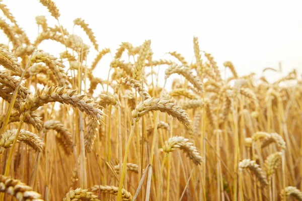 Wheat Field Ears Golden Wheat Close Beautiful Landscape Rural Scenery — Stock Photo, Image