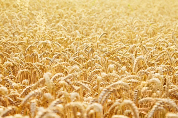 金黄麦子的耳朵关闭 美丽的风景 清晨的乡村风光 麦田成熟耳朵的背景 收获丰富的概念 复制空间 — 图库照片