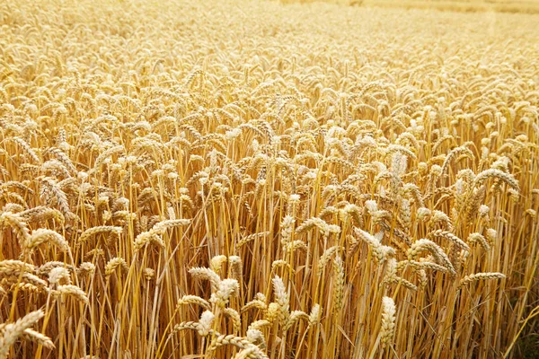 金黄麦子的耳朵关闭 美丽的风景 清晨的乡村风光 麦田成熟耳朵的背景 收获丰富的概念 复制空间 — 图库照片