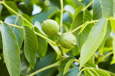 Bir ağaç üzerinde büyüyen olgunlaşmamış yeşil ceviz