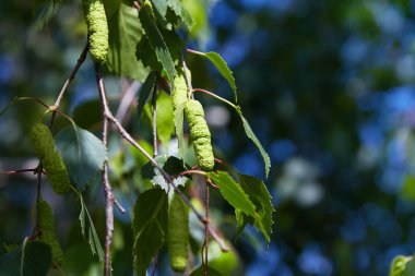 ağacının dalını huş (Betula pendula, gümüş huş ağacı, siğilli huş ağacı, Avrupa beyaz huş ağacı) yeşil yaprakları ve kedicikler 