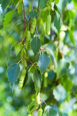 ağacının dalını huş (Betula pendula, gümüş huş ağacı, siğilli huş ağacı, Avrupa beyaz huş ağacı) yeşil yaprakları ve kedicikler 