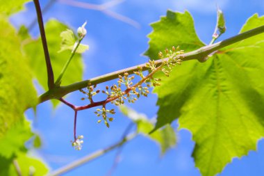 Bebek üzüm. Closeup aşamasına görünümü. Yeşil çiçekler. İlk geliştirme üzüm. Üzüm niteliğine genç Şubesi. Ekili üzüm üzüm 