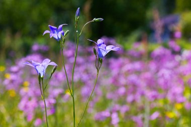 Güzel bir ışık mavi Harebell çiçek (Campanula rotundifolia) odak ama bir yumuşak odak arka plan dışarı ile. 