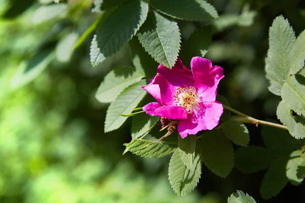 Dogrose 春の庭園に Dogrose の美しい花が咲く — ストック写真