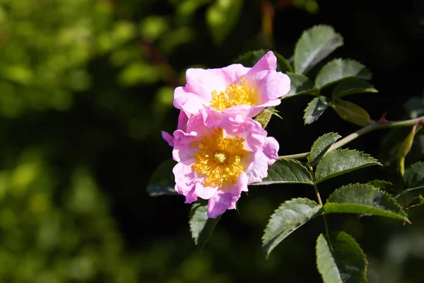 Dogrose 春の庭園に Dogrose の美しい花が咲く — ストック写真