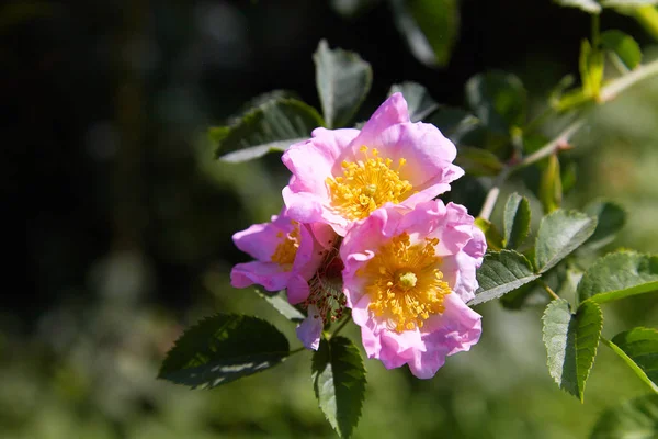 Dogrose 春の庭園に Dogrose の美しい花が咲く — ストック写真