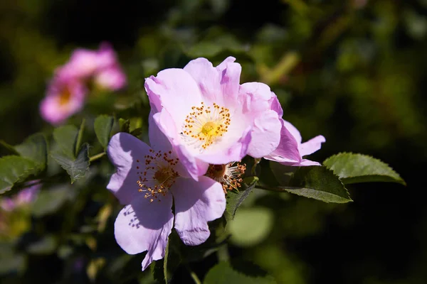 Dogrose 春の庭園に Dogrose の美しい花が咲く — ストック写真