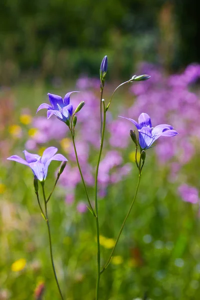 Piękne Światło Niebieski Harebell Kwiat Campanula Rotundifolia Centrum Uwagi Ale — Zdjęcie stockowe