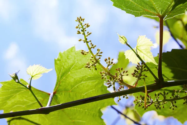 Bebek üzüm. Closeup aşamasına görünümü. Yeşil çiçekler. İlk geliştirme üzüm. Üzüm niteliğine genç Şubesi. Ekili üzüm üzüm 
