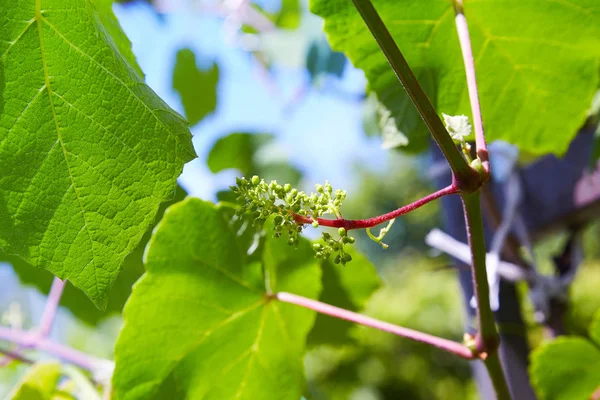 Uvas Bebé Fechar Vista Fase Inicial Flores Verdes Desenvolvimento Inicial — Fotografia de Stock