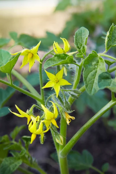 Tomato flowers on the stem in the greenhouse. Flowering tomato