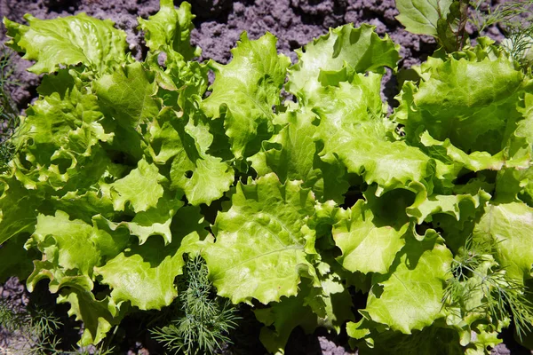 young green lettuce growing on vegetable bed