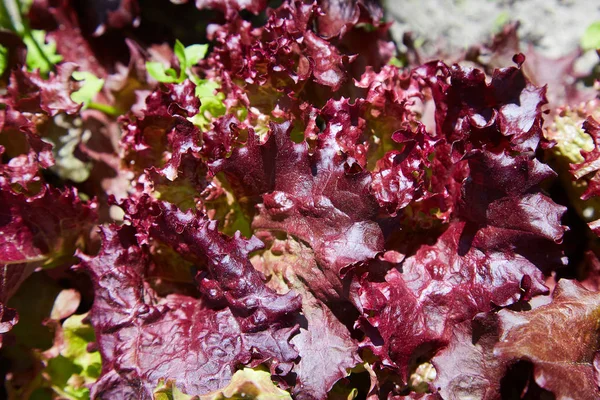 Young Burgundy Lettuce Growing Vegetable Bed — Stock Photo, Image