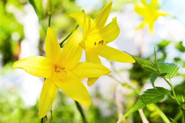 Ветвь Цветка Hemerocallis Lilioasphodelus Называемая Lemon Lily Yellow Daylily Hemerocallis — стоковое фото