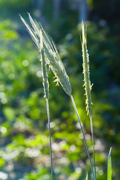 Ryes Spike Growing Garden Rye Field Summer Background Crop Farm — Stock Photo, Image