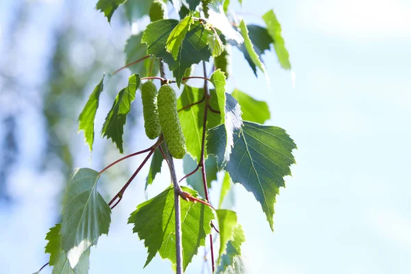 ağacının dalını huş (Betula pendula, gümüş huş ağacı, siğilli huş ağacı, Avrupa beyaz huş ağacı) yeşil yaprakları ve kedicikler 