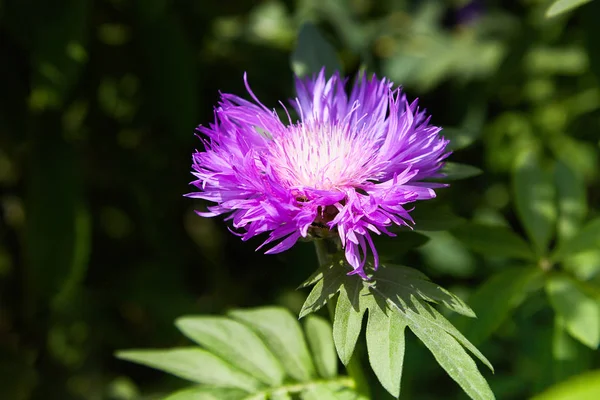 Rosa Púrpura Stokes Aster Stokesia Laevis Flor Flor Principios Primavera — Foto de Stock