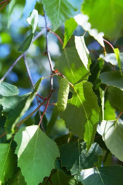 branch of birch tree (Betula pendula, silver birch, warty birch, European white birch) with green leaves and catkins
