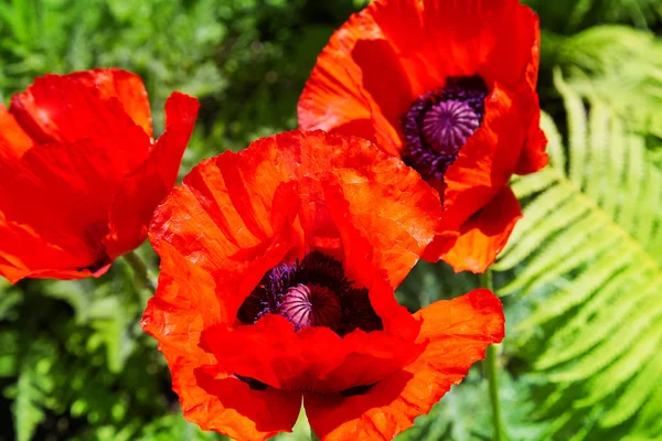 Fiore Papavero Rosso Campo Selvatico Con Attenzione Selettiva Droghe Naturali — Foto Stock