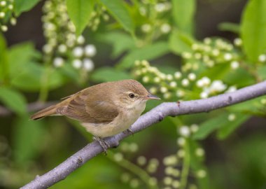 Blyth'ın kamışçın dal kuş