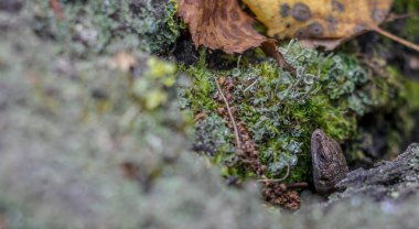 Moss ile bir ağaç kabuğu dışarı bakmak viviparous kertenkele