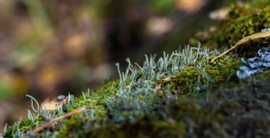 Bir ağaç kabuğu Moss yakın çekim