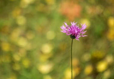 Yeşil bir arka plan üzerinde kahverengi knapweed