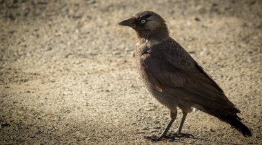 Küçük karga kuş stand bir arazi üzerinde