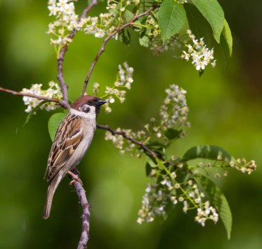 Dal ağaç serçe kuş