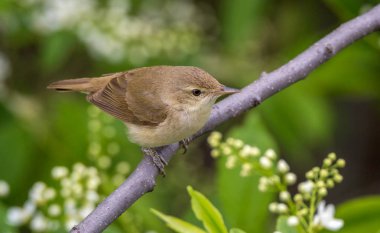 Blyth'ın kamışçın dal kuş