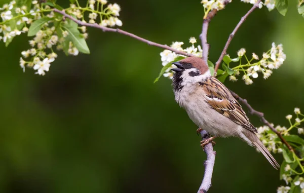 Singing Tree sparrow bird on a branch