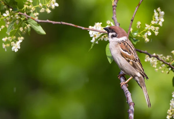 Pájaro Gorrión Una Rama — Foto de Stock