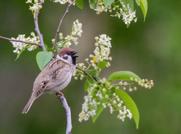 Pájaro Gorrión Una Rama — Foto de Stock