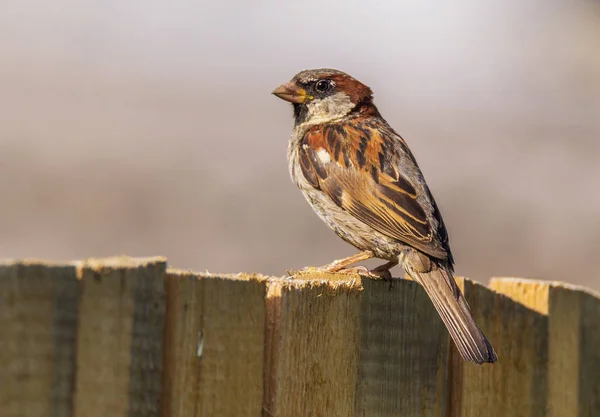 Pájaro Casa Gorrión Una Cerca — Foto de Stock