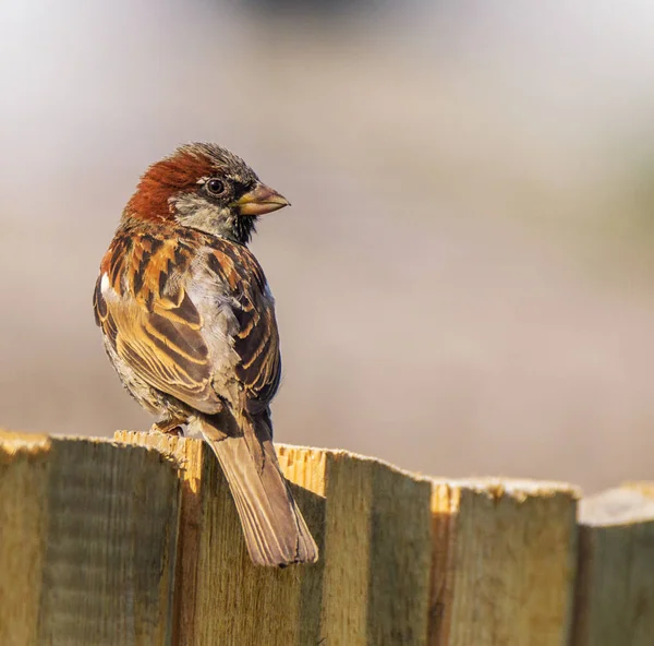 Pájaro Casa Gorrión Una Cerca — Foto de Stock