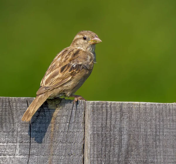 Pájaro Casa Gorrión Una Cerca — Foto de Stock