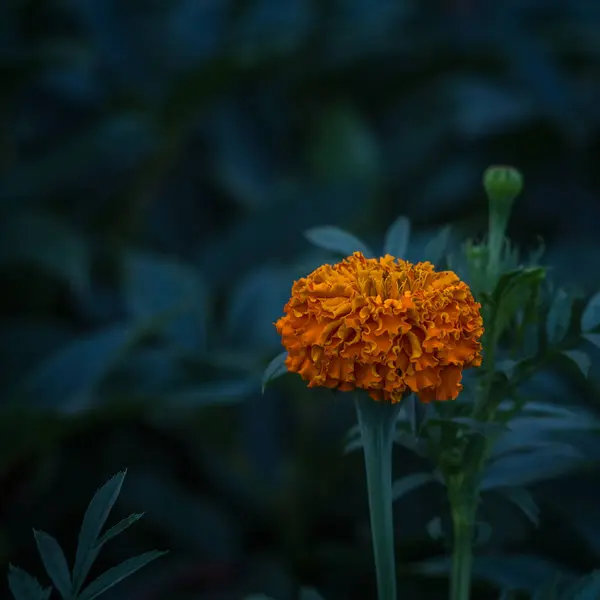 Tagetes Flores Com Folhas Fundo Escuro — Fotografia de Stock