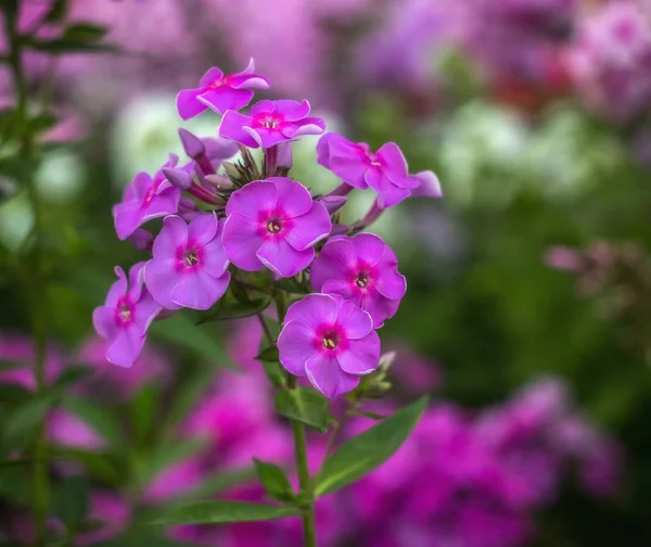 Phlox Flores Jardim Com Fundo Macio — Fotografia de Stock