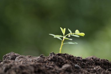 Sabah ışık yeşil bulanık doğa arka plan üzerinde taze bitki
